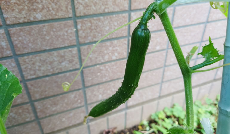 キュウリ