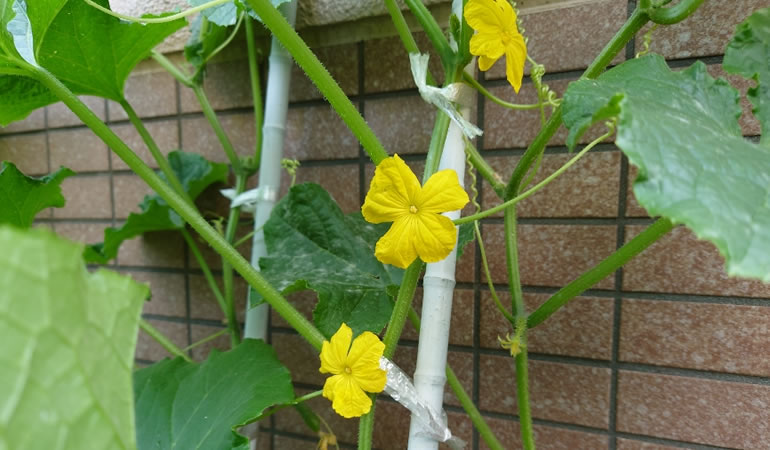キュウリの花