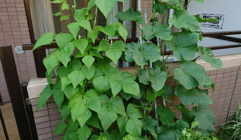 インゲンとキュウリ