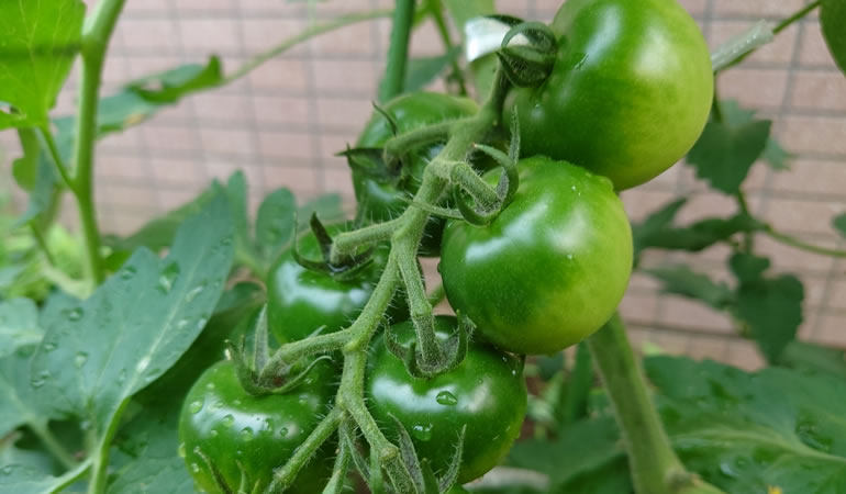 フルーツトマト