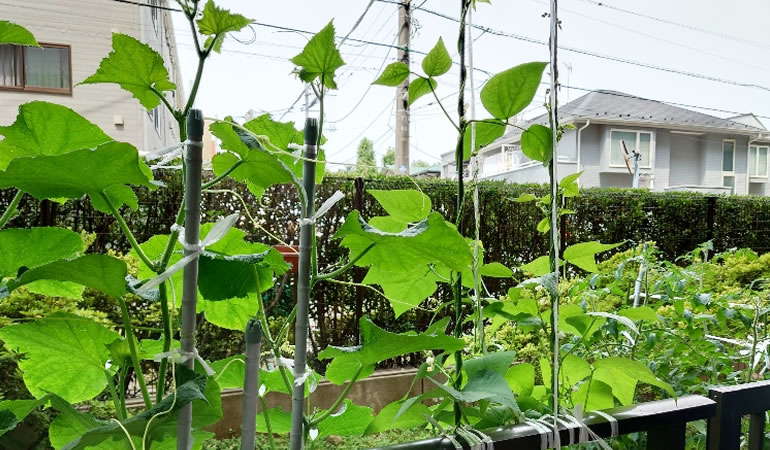 部屋からの眺め