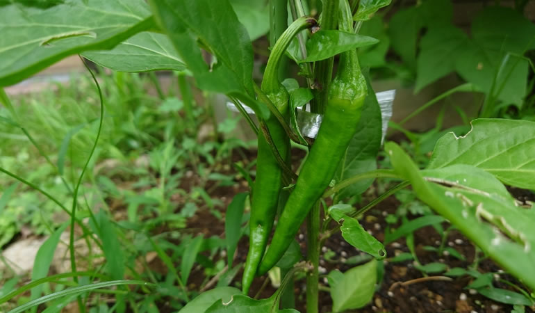 万願寺とうがらし