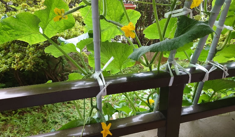 キュウリ、花盛り
