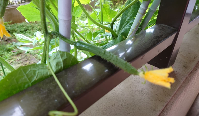 手摺のキュウリ