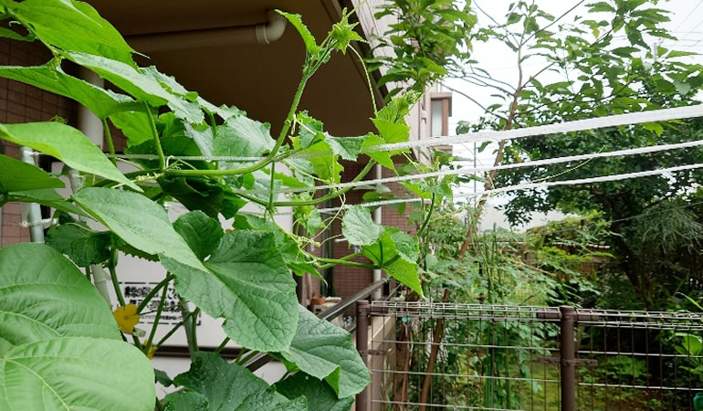 伸びるキュウリ