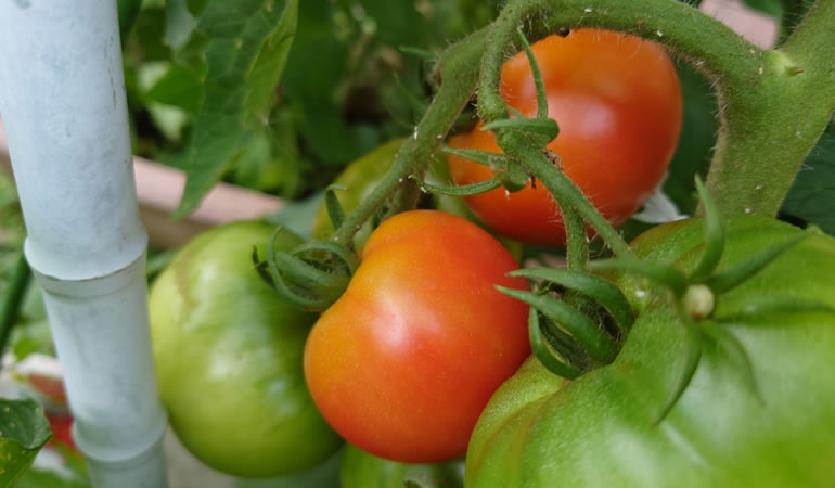 赤くなった桃太郎トマト