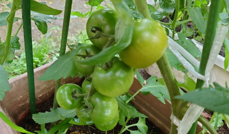 フルーツトマト