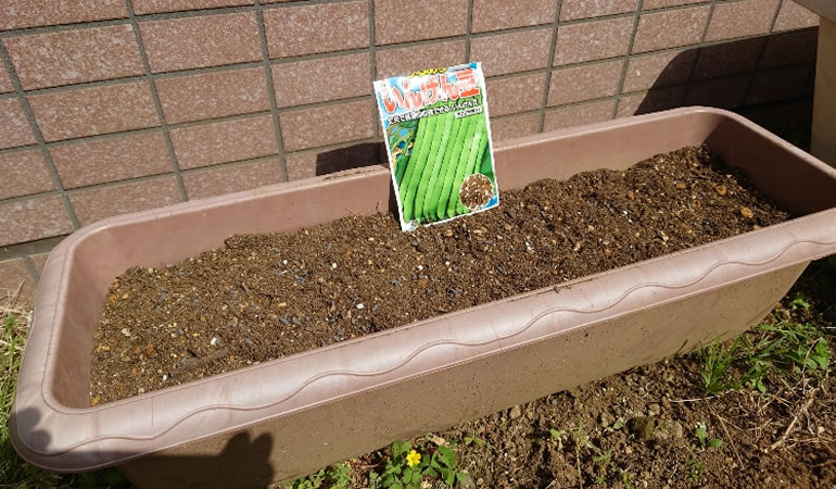 つるありインゲン