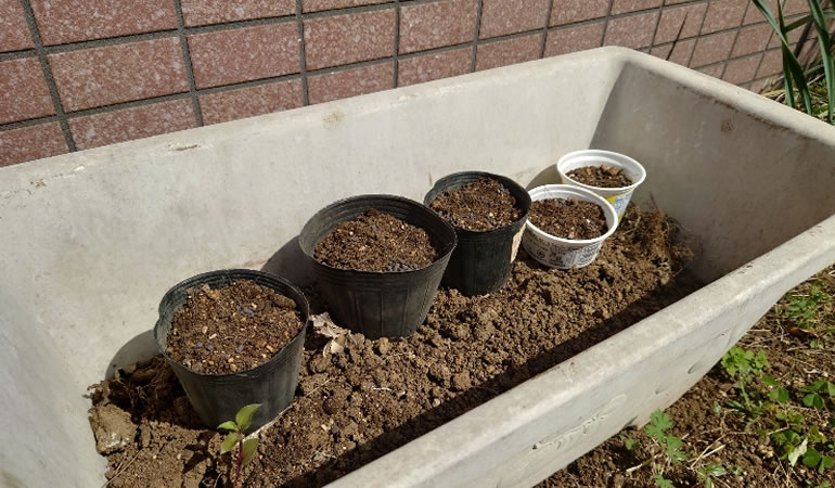 つるありインゲン2