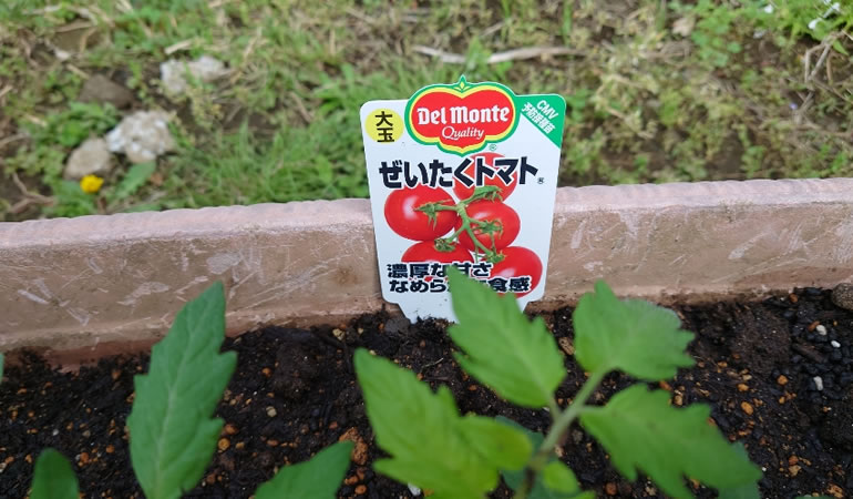 ぜいたくトマト