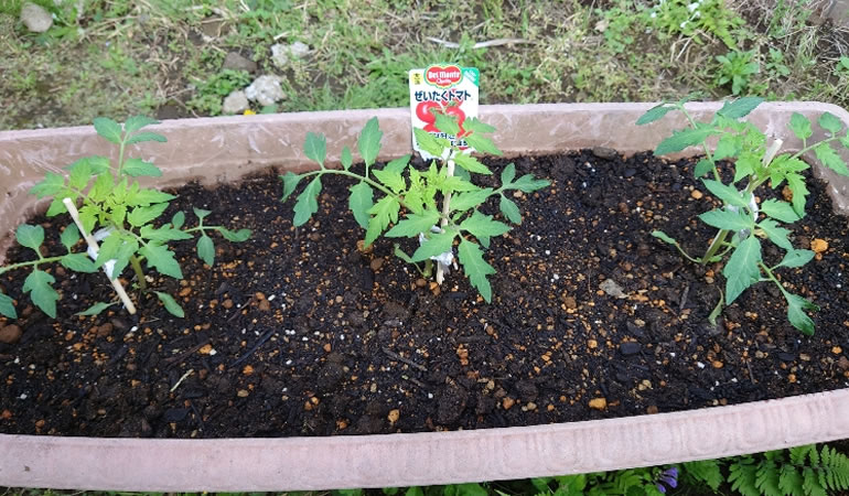 植えました　ぜいたくトマト