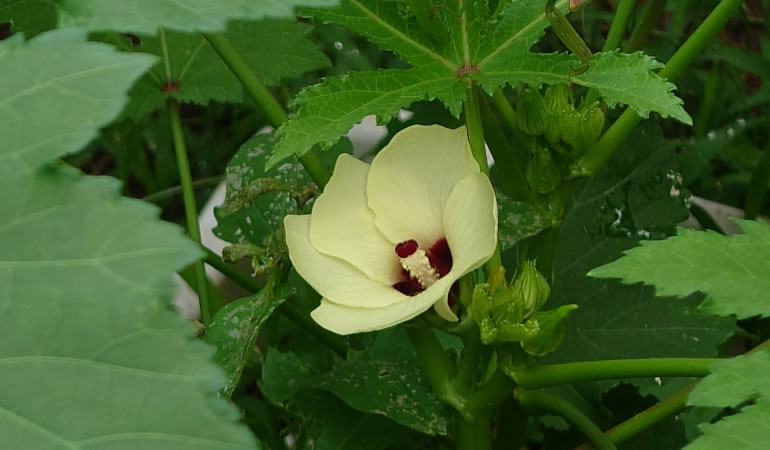 オクラの花