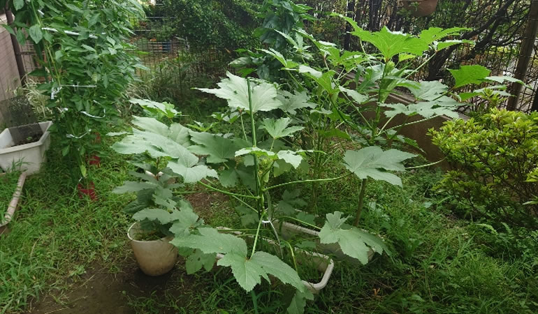 成長したオクラ