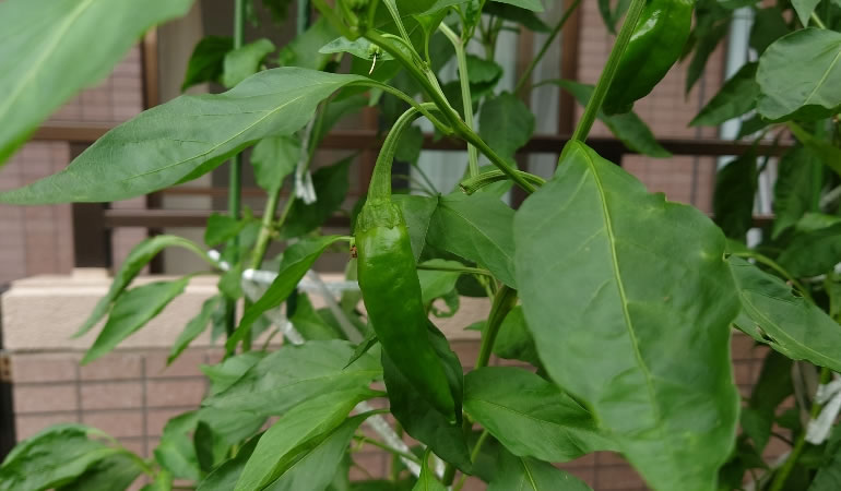 ジャンボ青唐の実