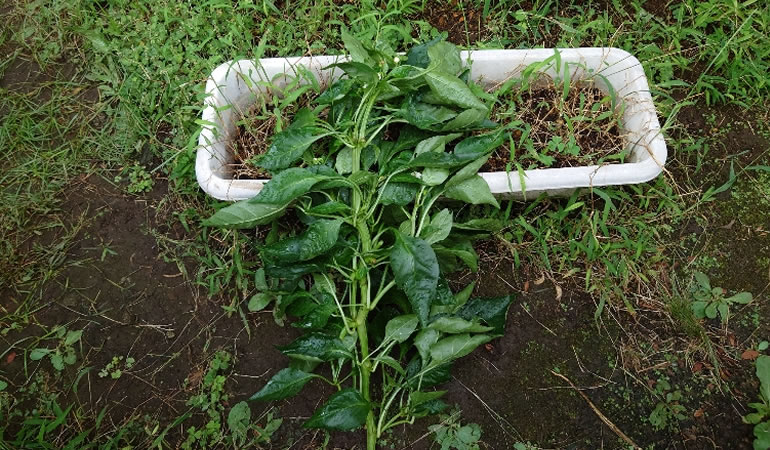 折れたピーマンの枝