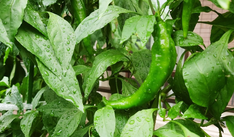 万願寺とうがらし