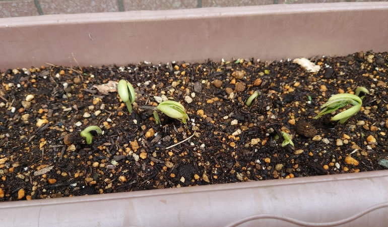 つるありインゲン