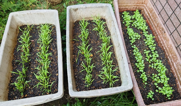 ほうれん草と小かぶ