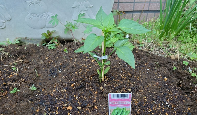 万願寺とうがらし