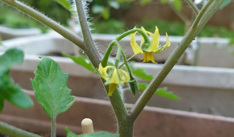 ぜいたくトマトの花