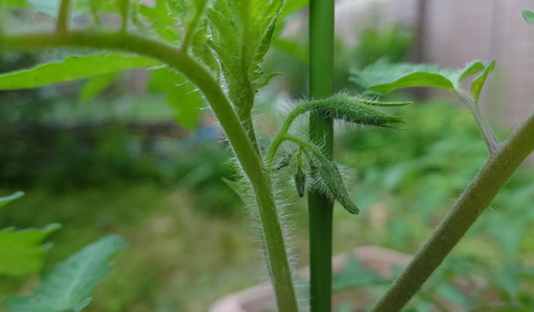 桃太郎トマトの蕾
