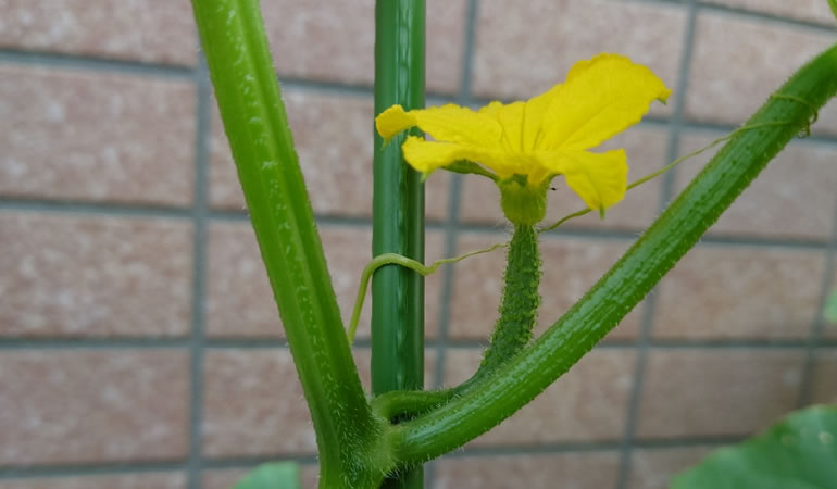 花が咲いたキュウリ