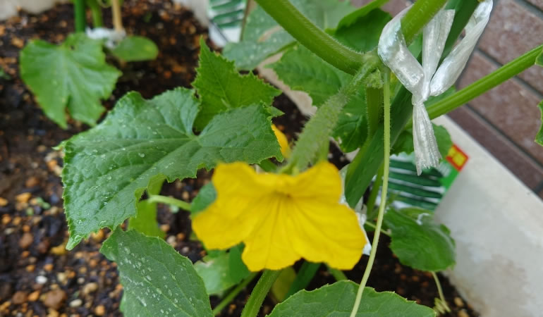 花が咲いたキュウリ