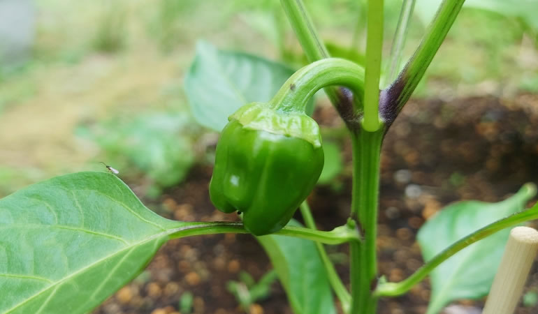 ピーマンの実