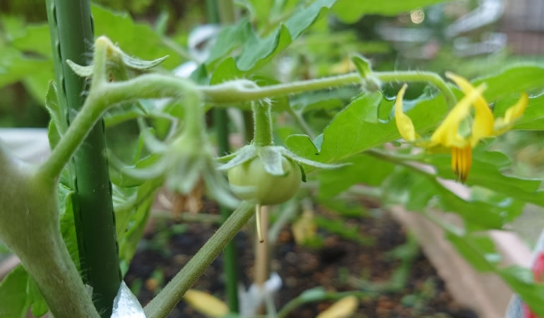 ぜいたくトマト