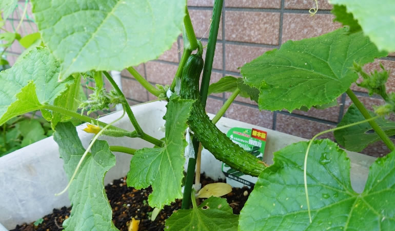 大きくなったキュウリ