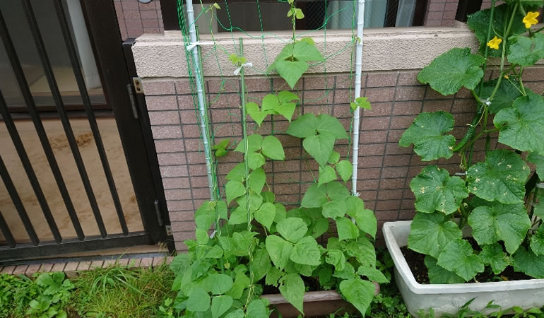 つるありインゲン