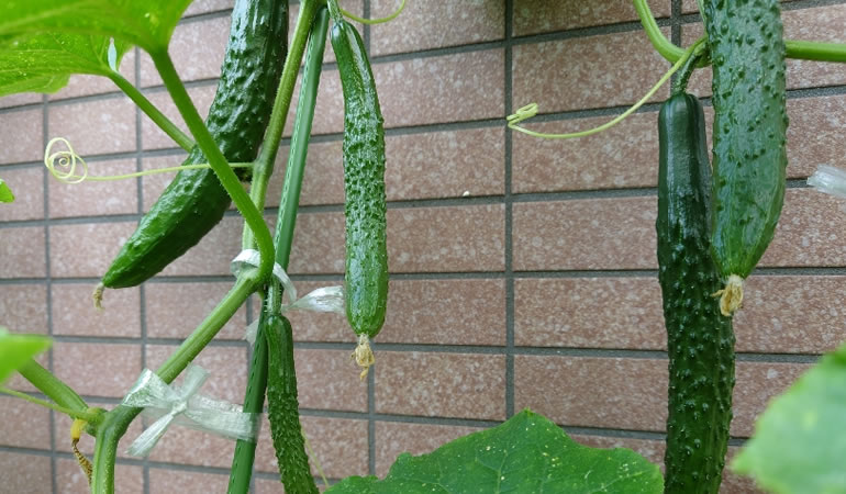 成長するキュウリ