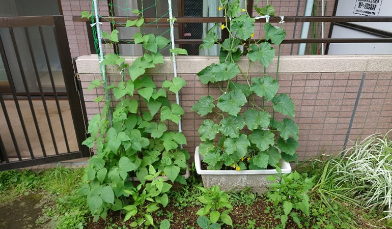 インゲンとキュウリ