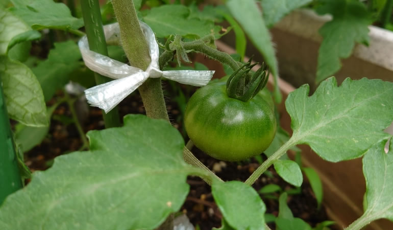 ぜいたくトマト