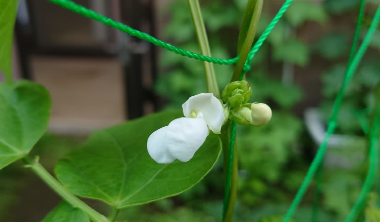 インゲンの花