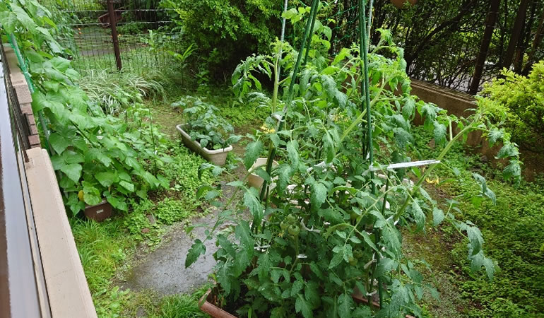 雨の菜園
