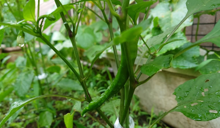 万願寺とうがらし