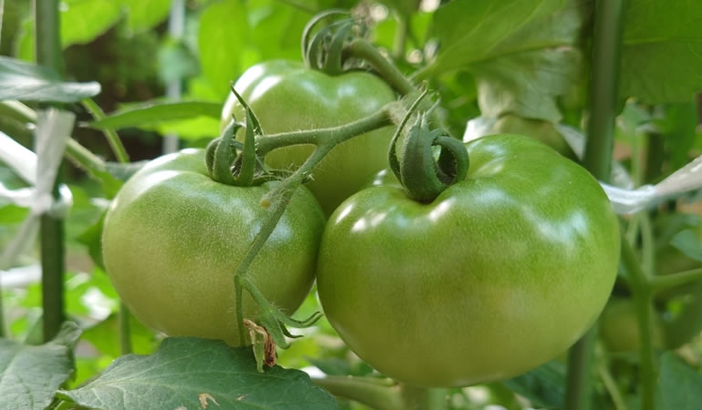 フルーツトマト