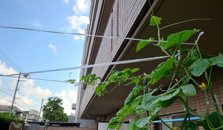 成長するキュウリ