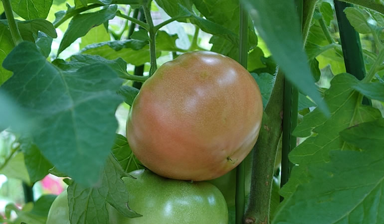 桃太郎トマト