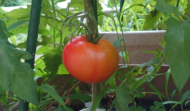 フルーツトマト