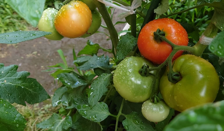 フルーツトマト