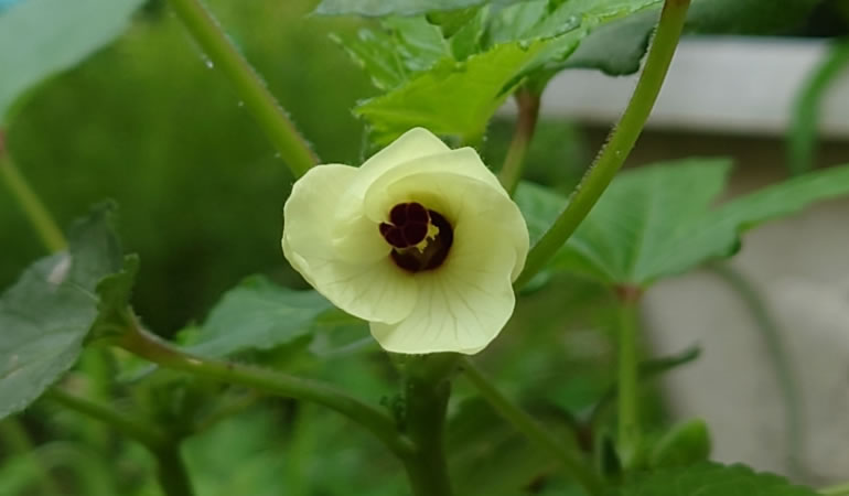 オクラの花