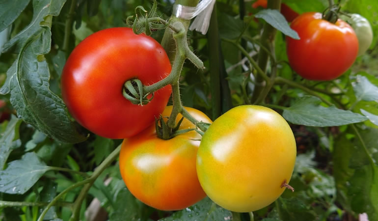 フルーツトマト