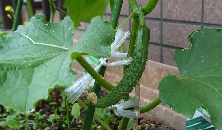 キュウリの実