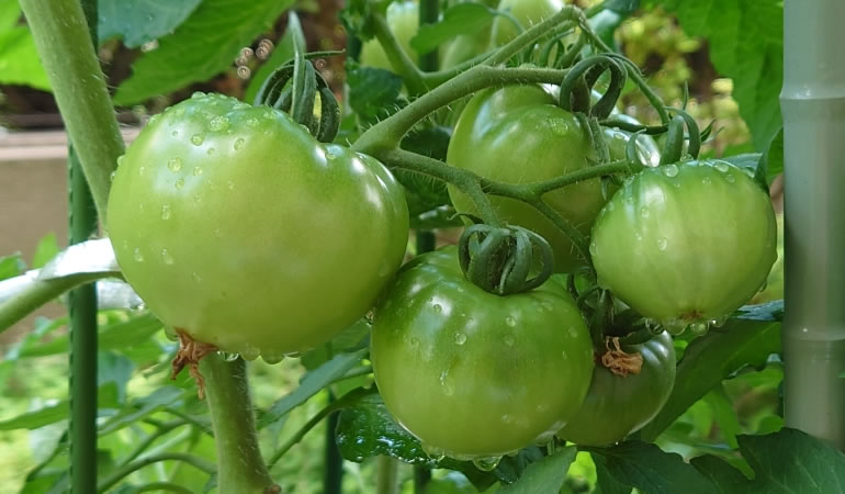 大きくなって来たトマトの実