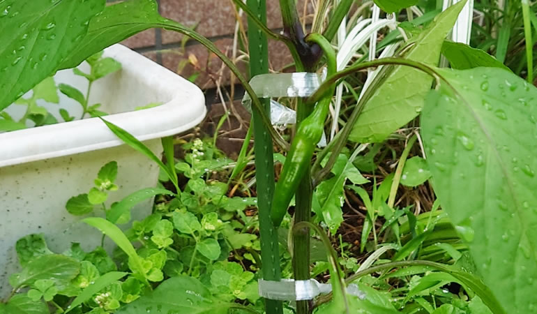 万願寺とうがらし