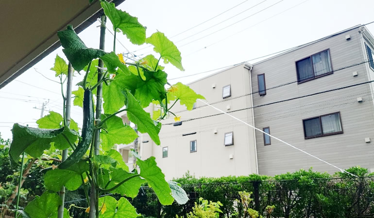 成長著しいキュウリ