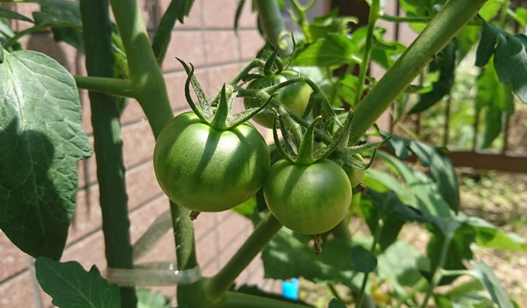 大きくなってきた。