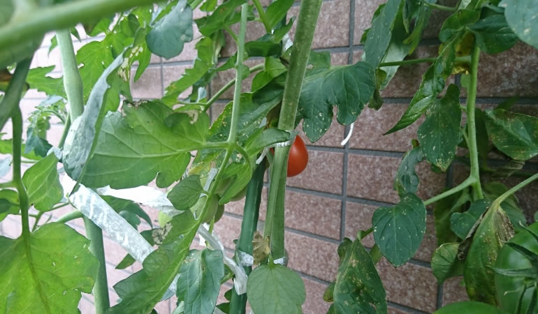 赤くなって来たトマトの実